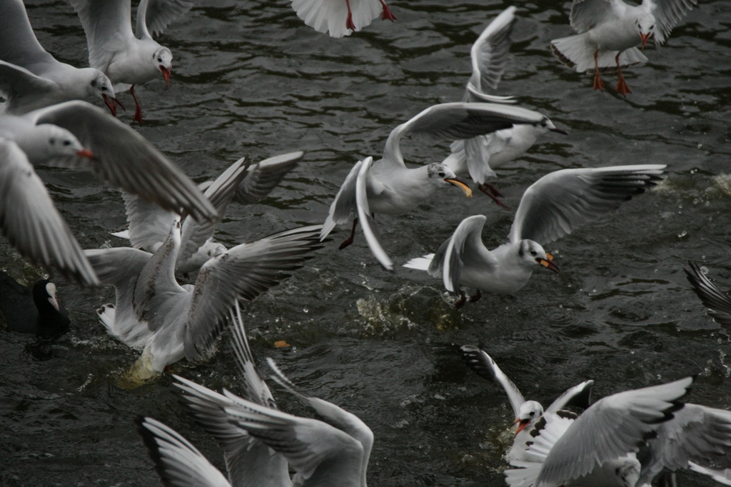 ぼくのパンだけん