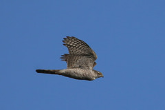 ハイタカ定番写真