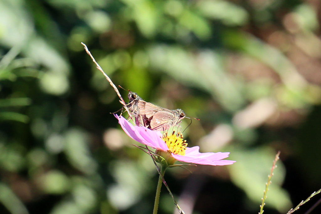 シンメトリーだけん