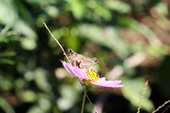 シンメトリーだけん