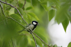 葉っぱの前ボケ