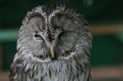 今日はねむいけん