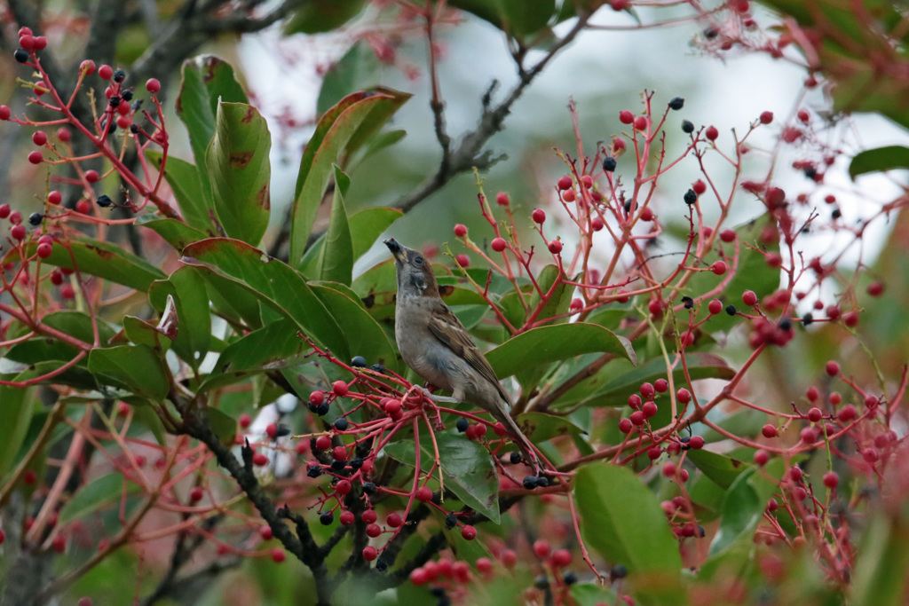 スズメ食事中