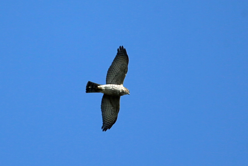 青空とハイタカ