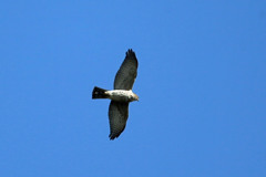 青空とハイタカ