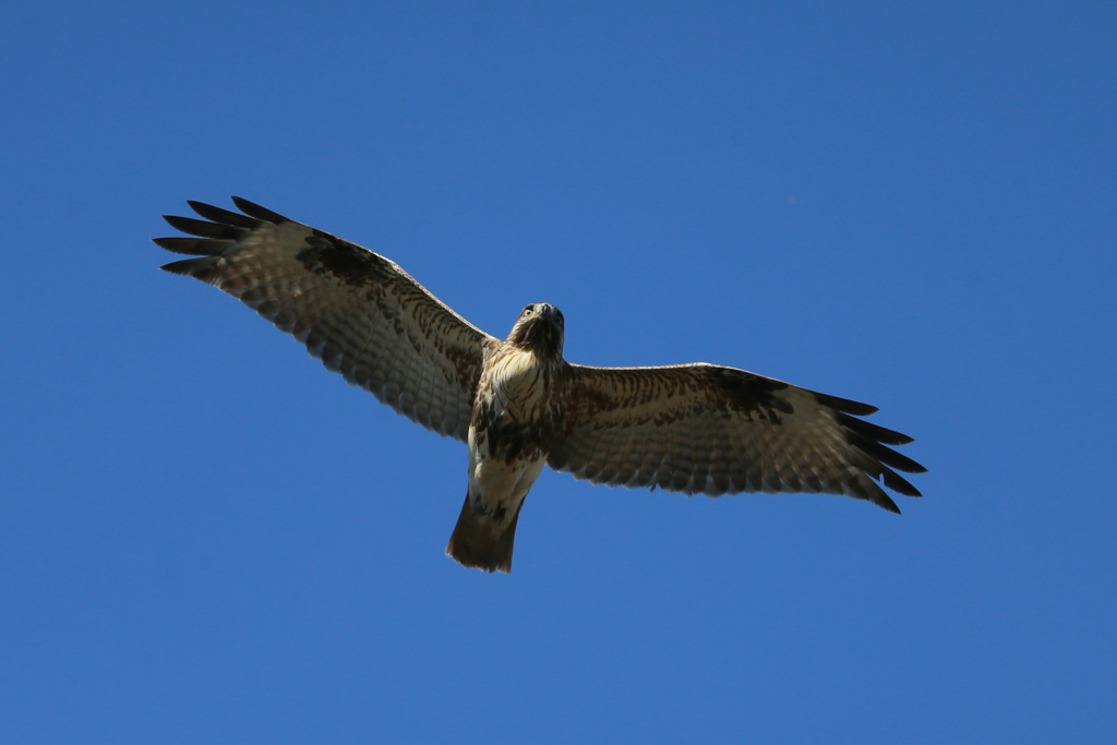 ノスリ君の飛び方-4