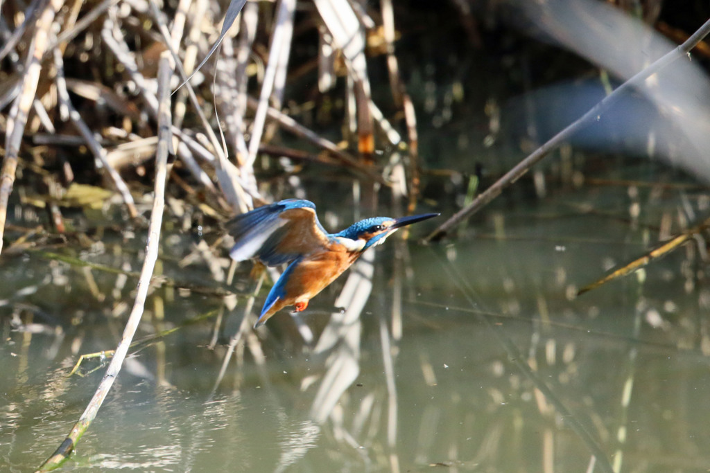 カワセミ上昇その2