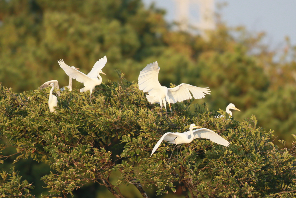 ダイサギシリーズ-3