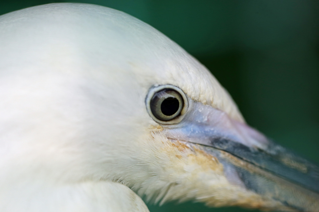この目は誰でしょう