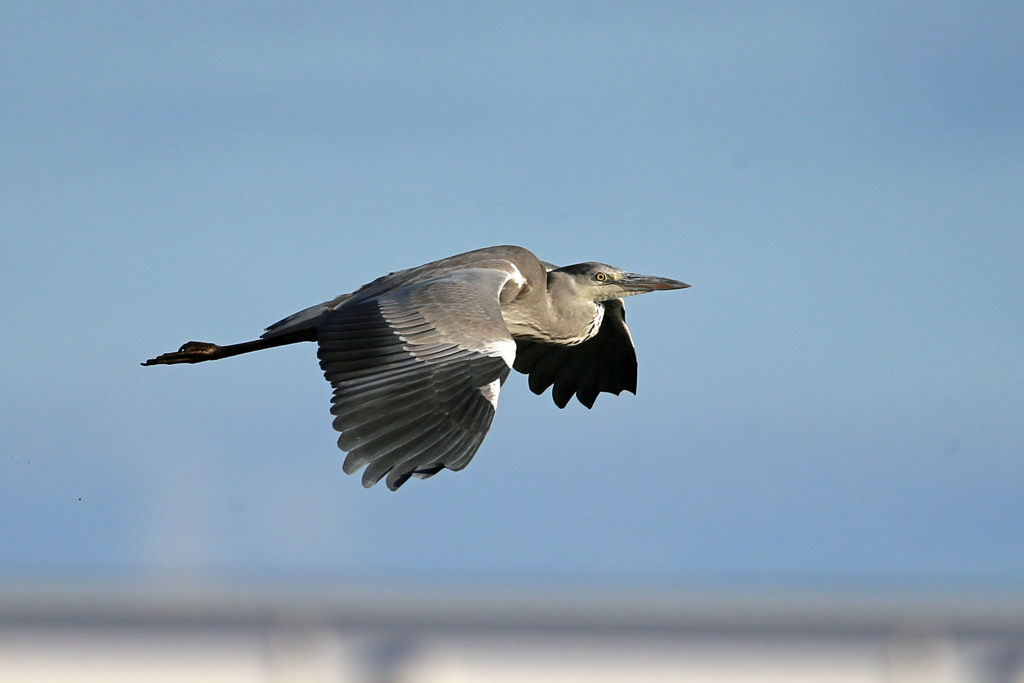青空とアオサギ