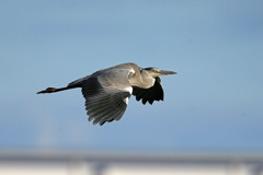 青空とアオサギ