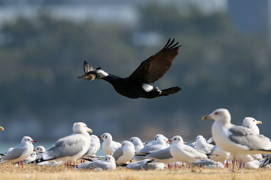 カワウのけぞる