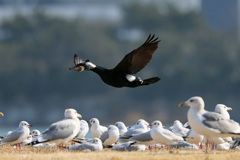 カワウのけぞる