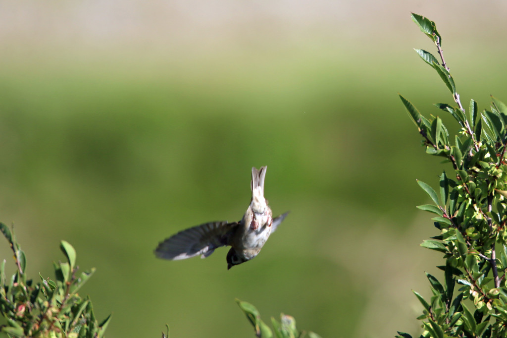 おなかを向けて急降下