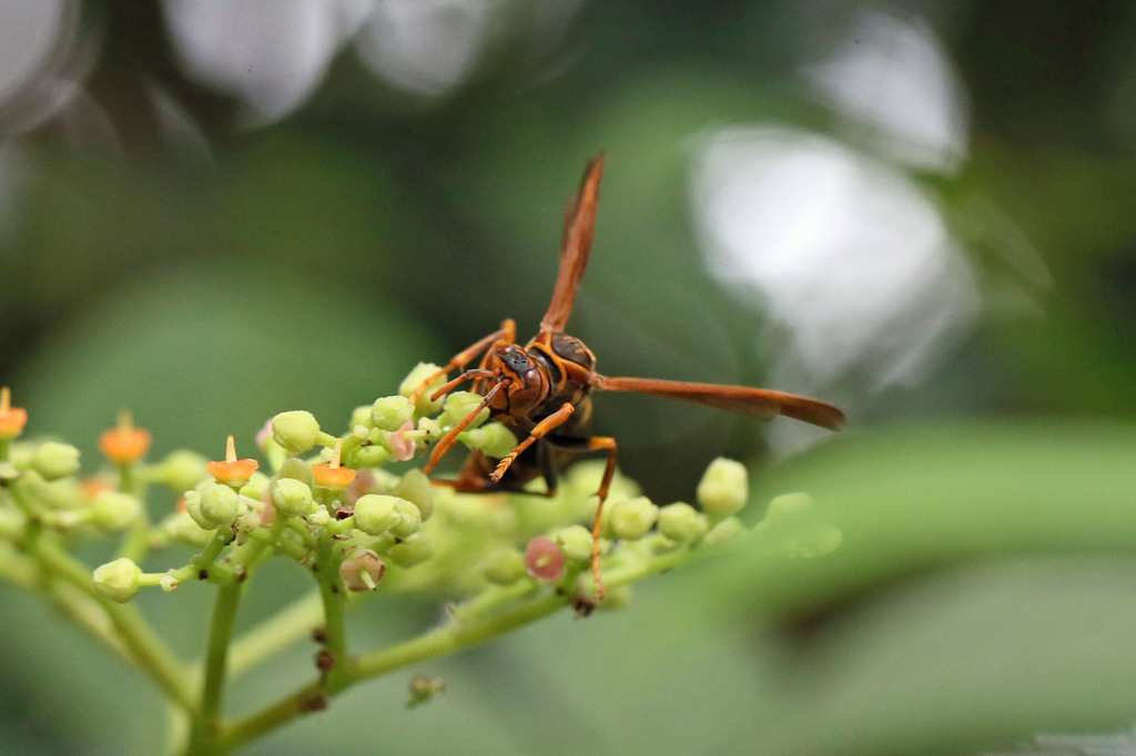 何かようだか！