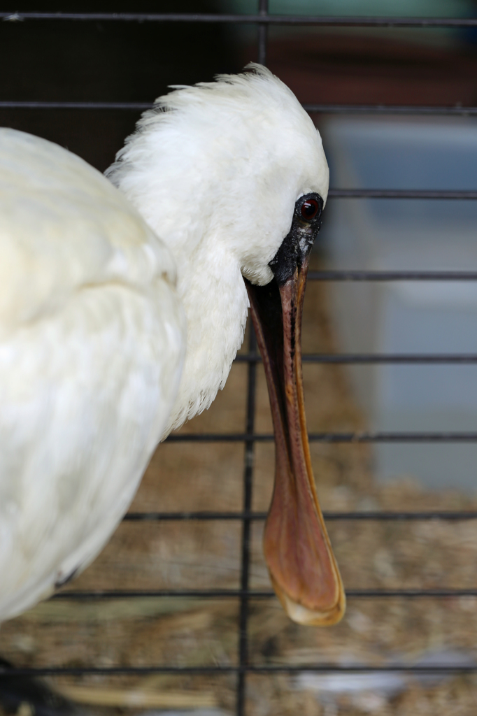 くちばしペタペタ