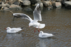 ユリカモメ着水