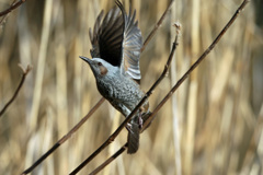 ヒヨドリ飛び出し