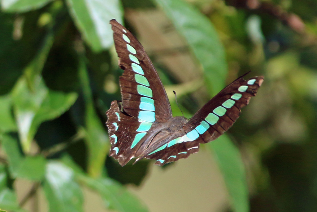 ヒラヒラアップで