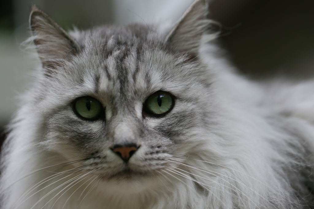 見つめるにゃにゃ