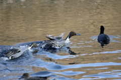 バンさんしらんぷり