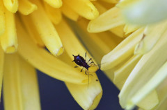 害虫でも可愛いよ