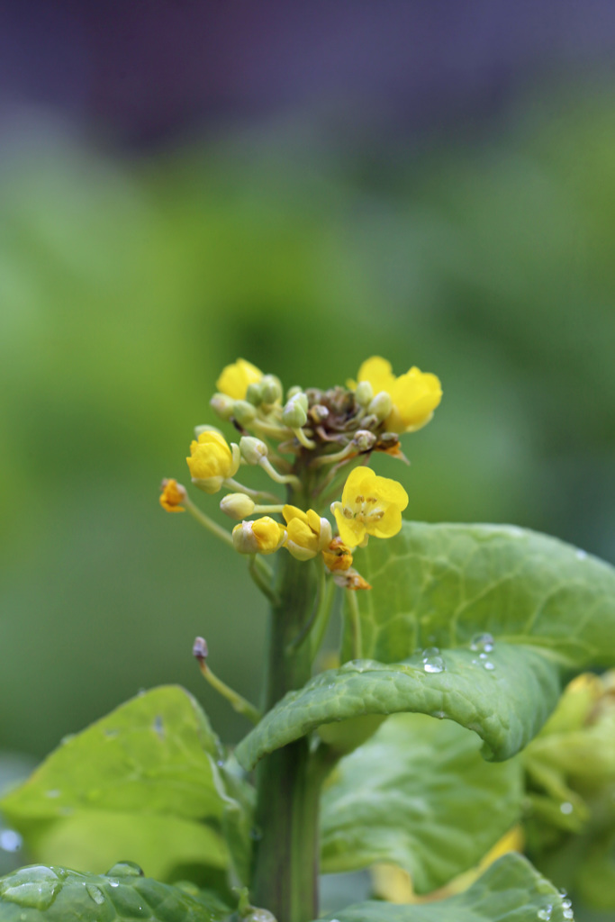 歓迎されない花その1