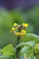 歓迎されない花その1