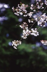 しだれ桜