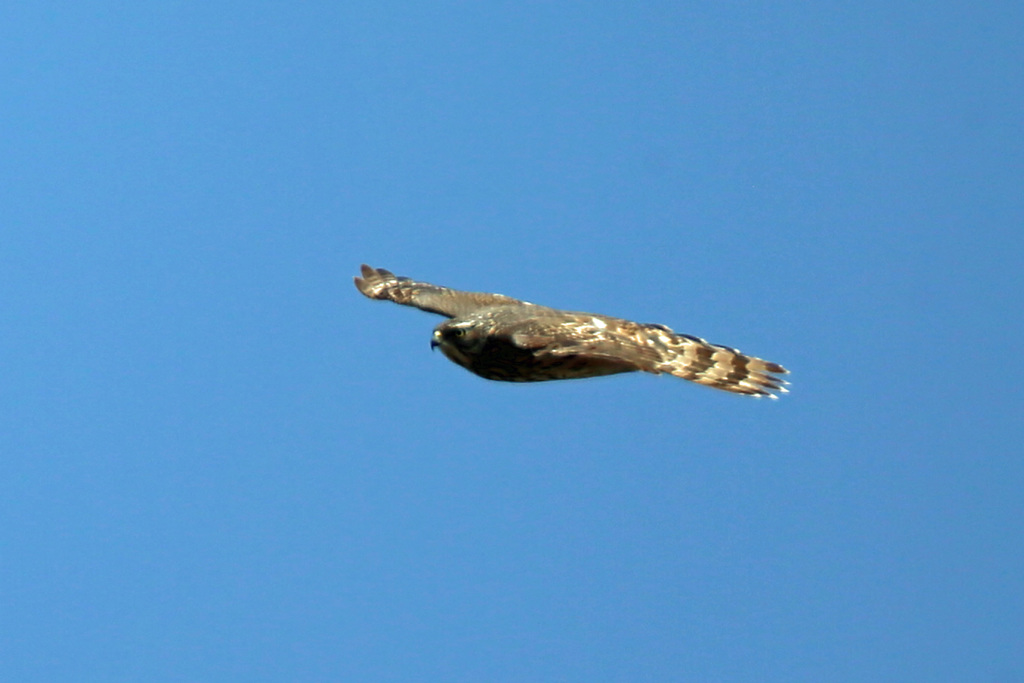 オオタカ幼鳥-1