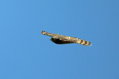 オオタカ幼鳥-1