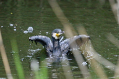 溺れるカワウ？