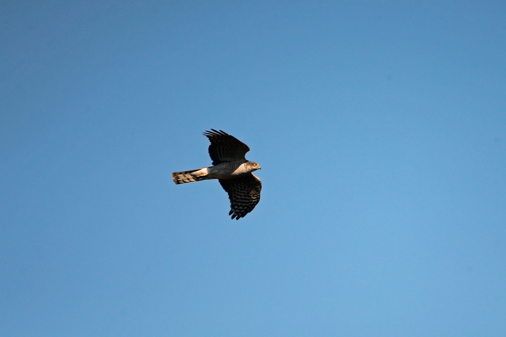 たぶんオオタカの幼鳥かな？