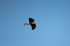 たぶんオオタカの幼鳥かな？