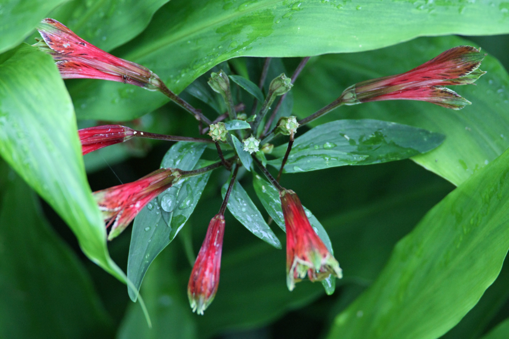 上から撮って見ました