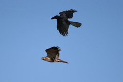 やっぱりカラスが強いのね