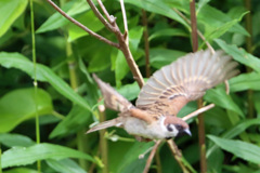 スズメ飛び出し