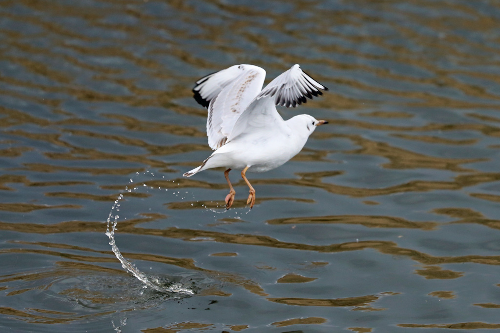 水面飛び出しその1