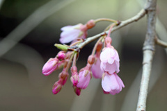 枝垂れ梅蕾