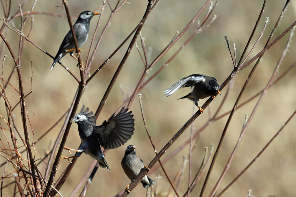 ムクドリの喧嘩-1