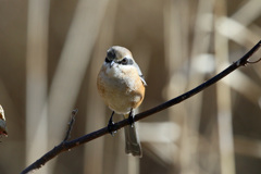 モズさん定番写真