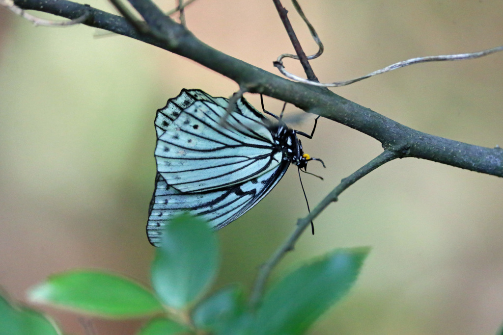 ゴマダラチョウ