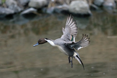 オナガガモ着水分解写真-4