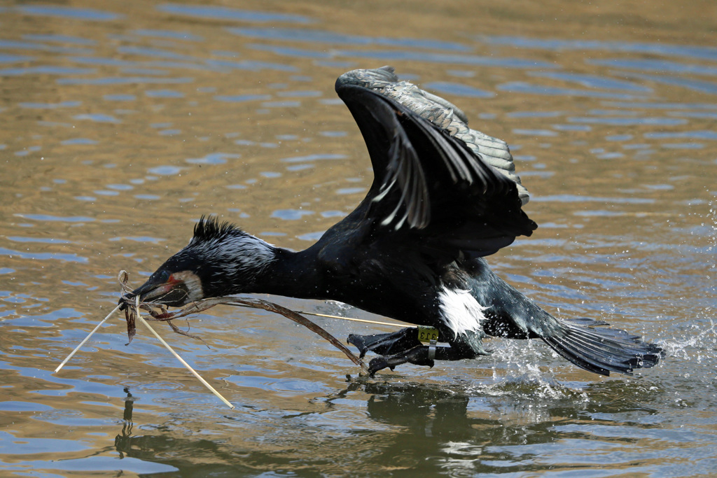 カワウ飛び出し-2