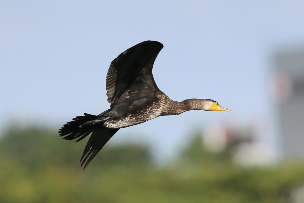 カワウの飛び方-2