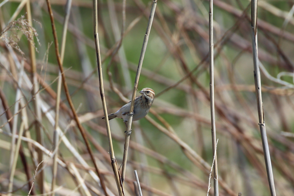 オオジュリンその6