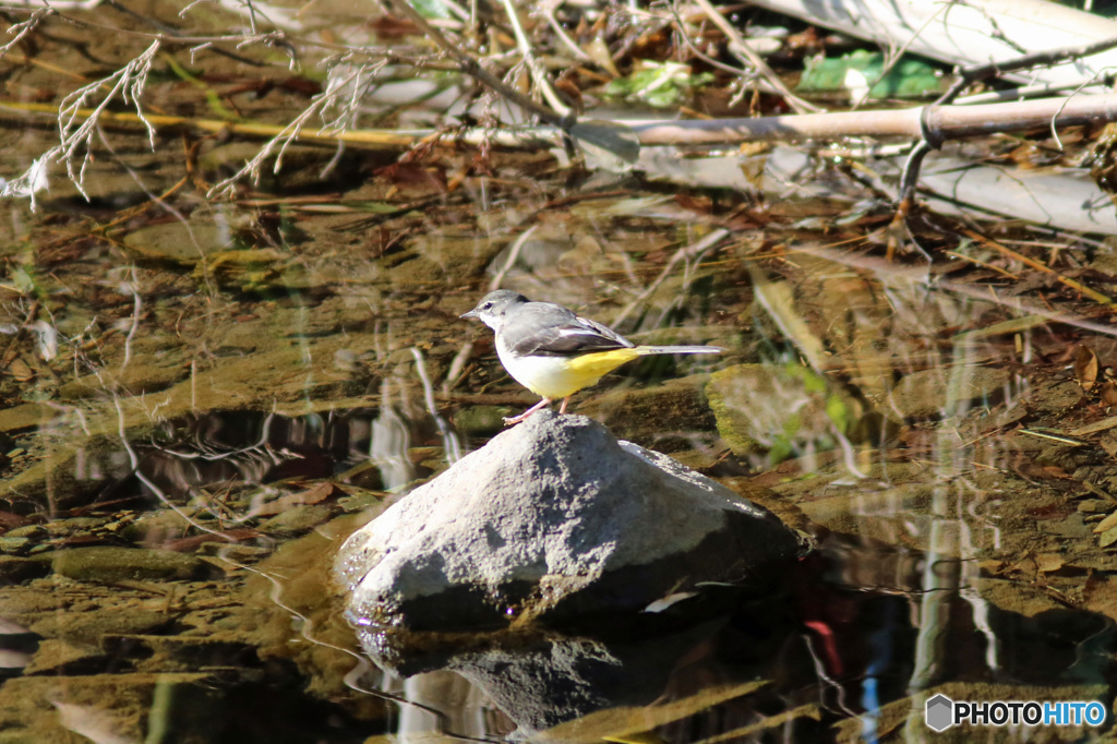 キセキレイ発見