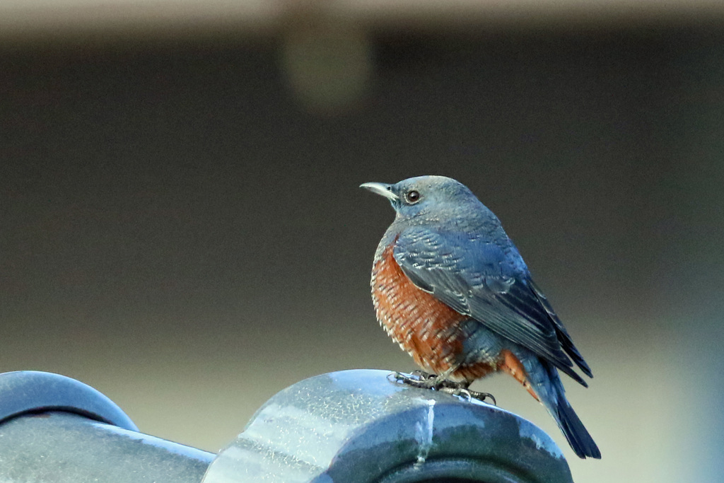 たぶんイソヒヨドリ-2