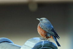 たぶんイソヒヨドリ-2