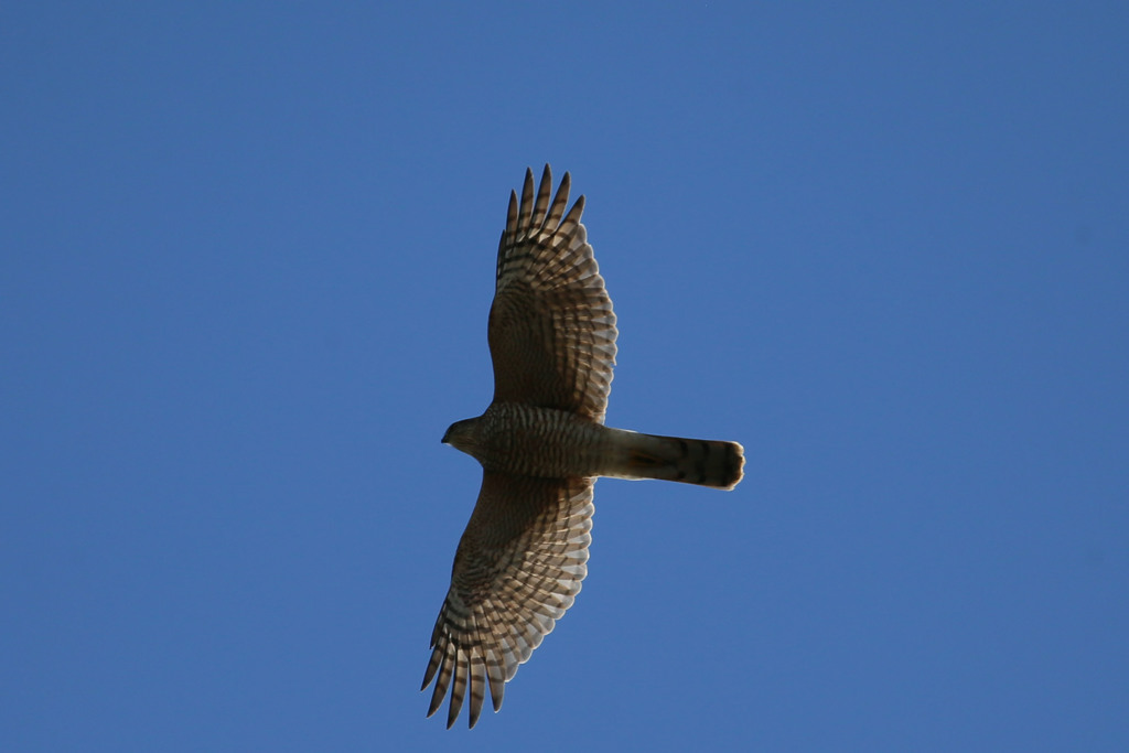秋の日差しを浴びて